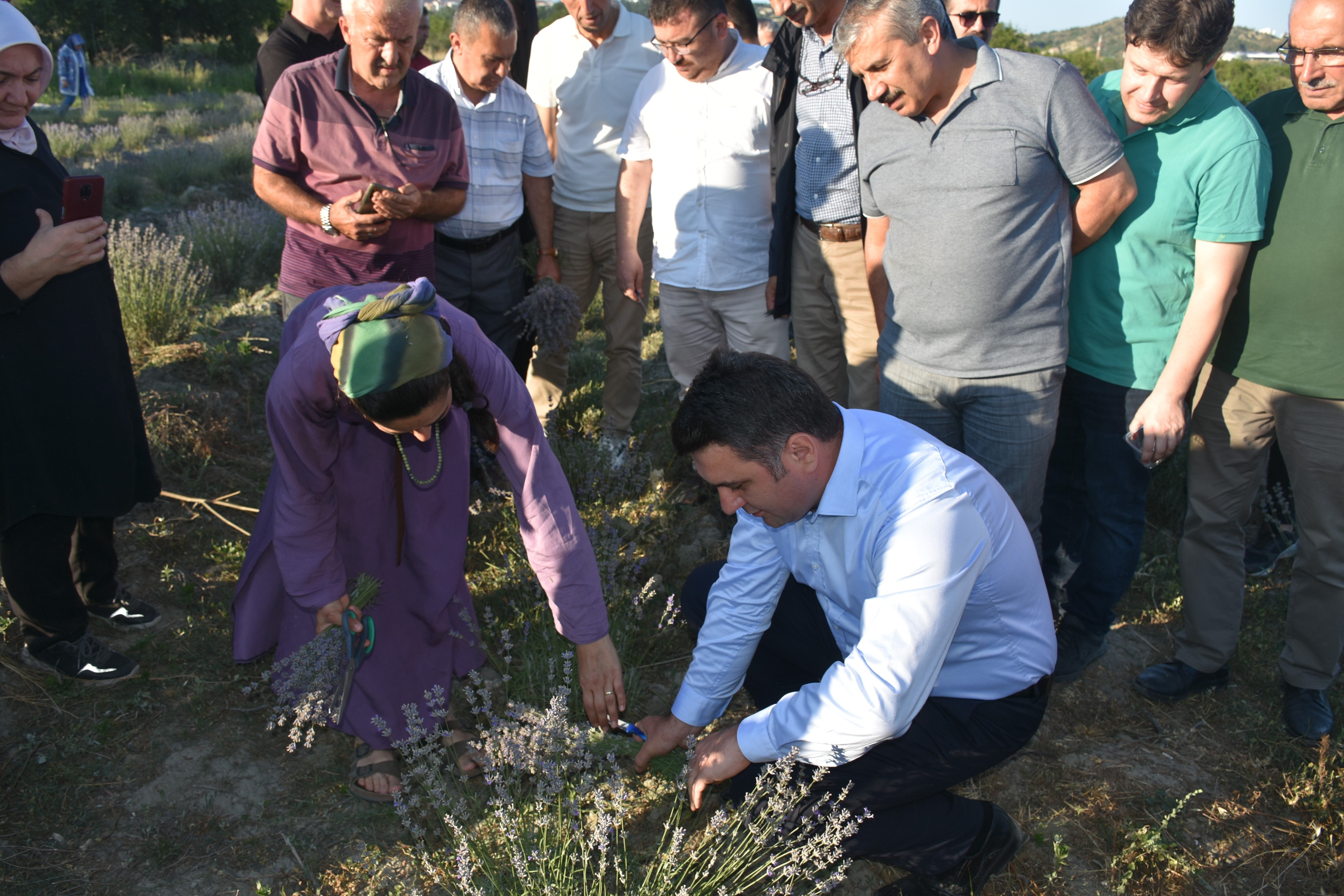Ressamlığı bıraktı;  lavanta üreticisi oldu