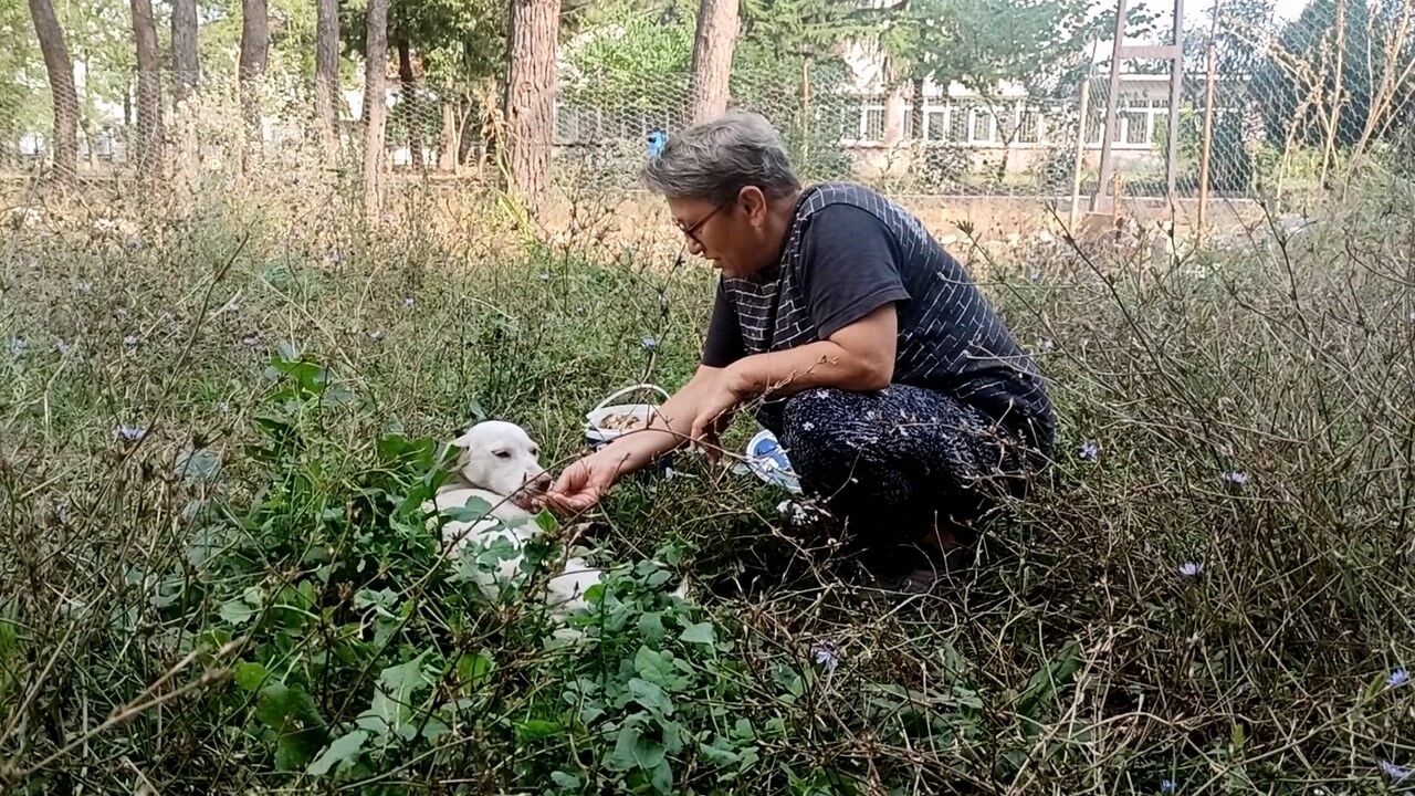 Yaralı köpek uzatılan el ile hayata tutundu