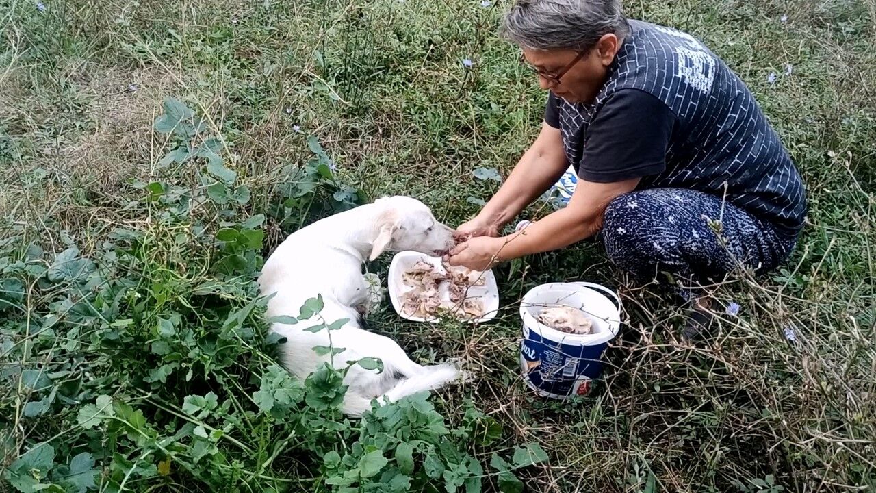 Yaralı köpek uzatılan el ile hayata tutundu