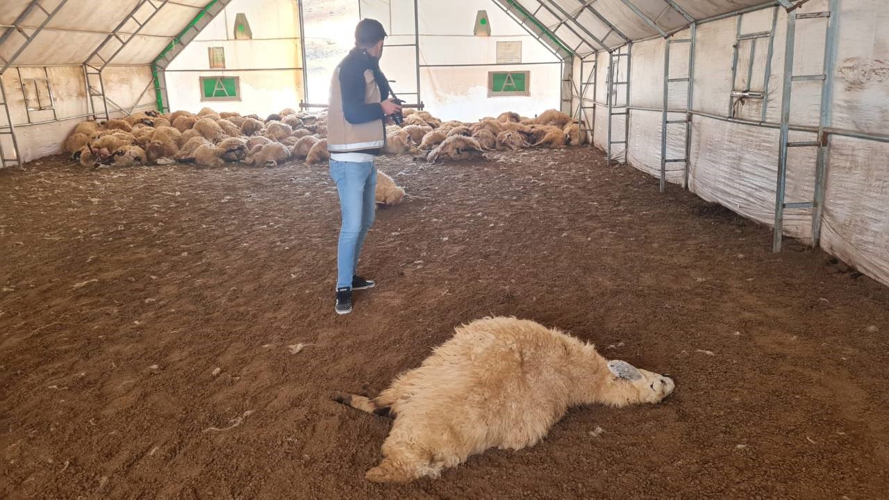 Kurt saldırısı sonucu 200 koyun telef oldu