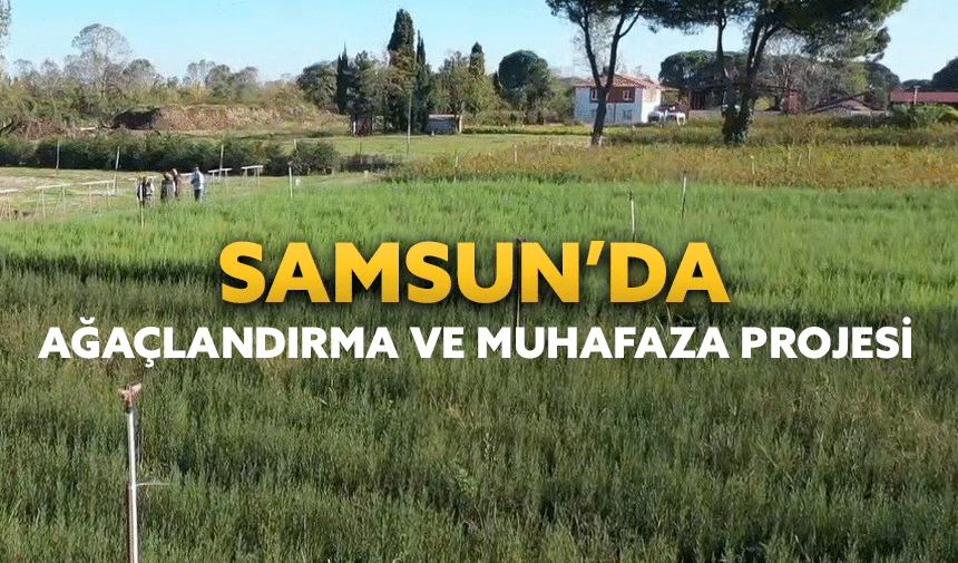 Samsun'da Amasya Orman Bölge Müdürlüğü tarafından  orman alanları gençleştirilip, genişletiliyor