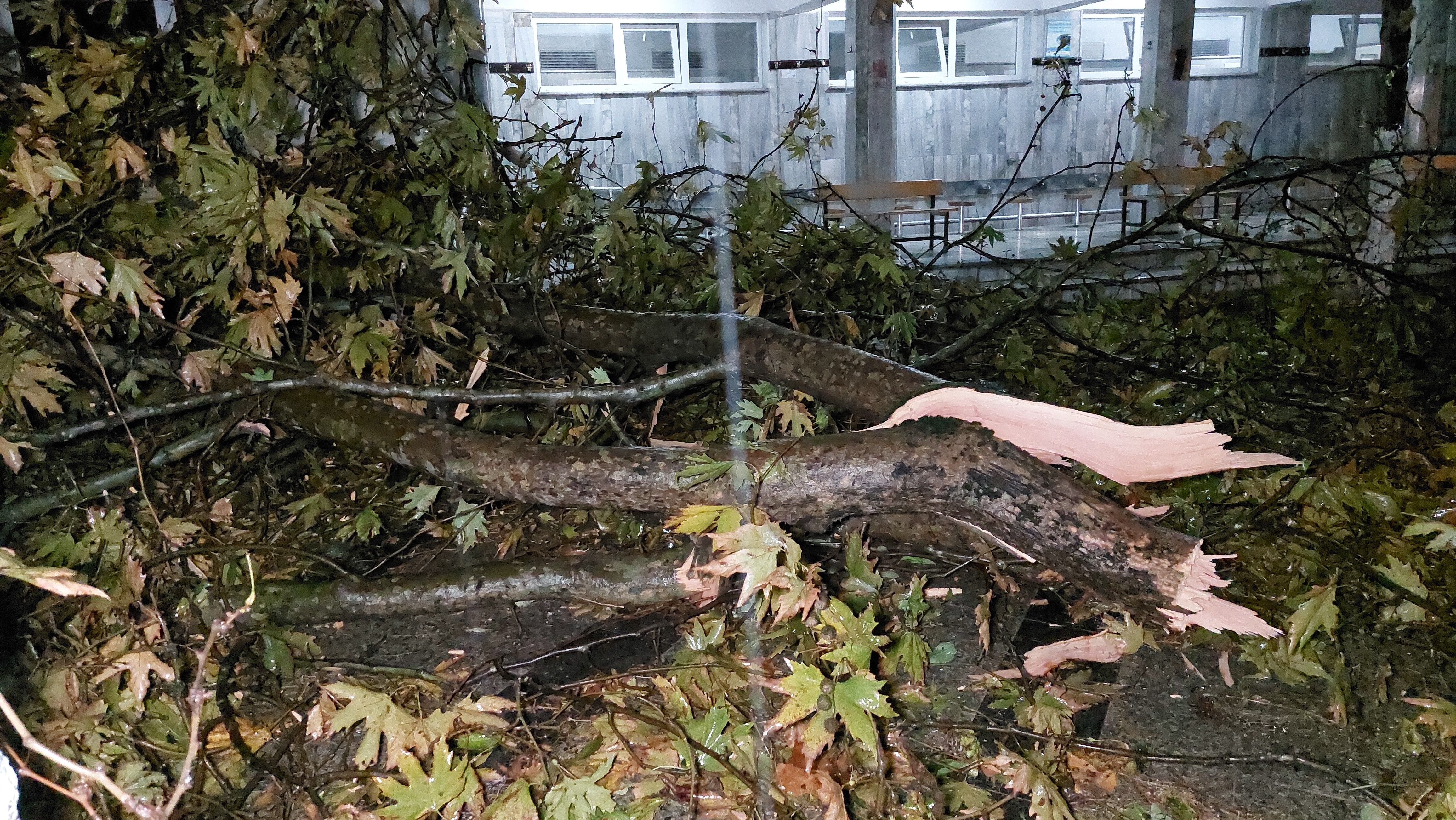 Samsun'da cami avlusundaki ağaç fırtınada ikiye ayrıldı