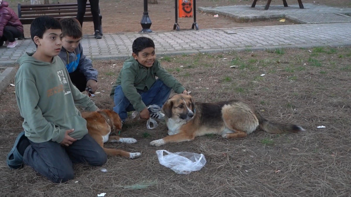 Atakum'da Sokak Hayvanları Için Yoğun Mesai1