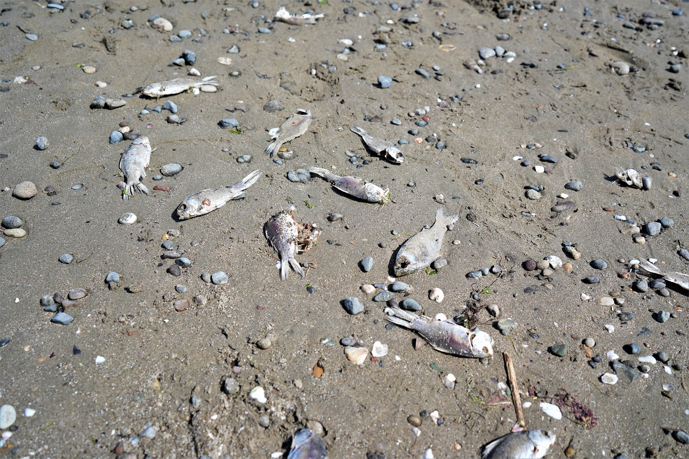 Binlerce İsrail Sazanı Karadeniz Kıyılarına Vurdu (1)
