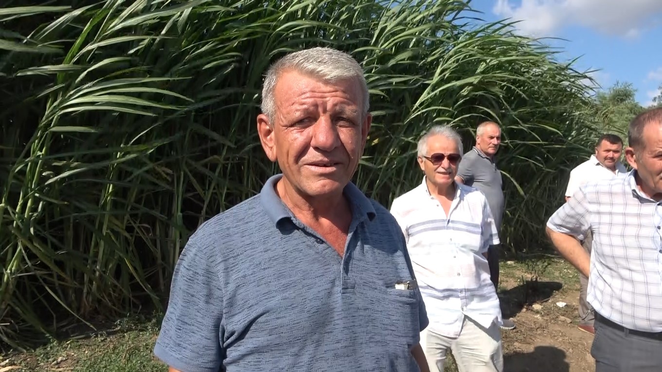 Bafra Ovası'nda Maralfalfa Yem Bitkisi Denemesi (4)