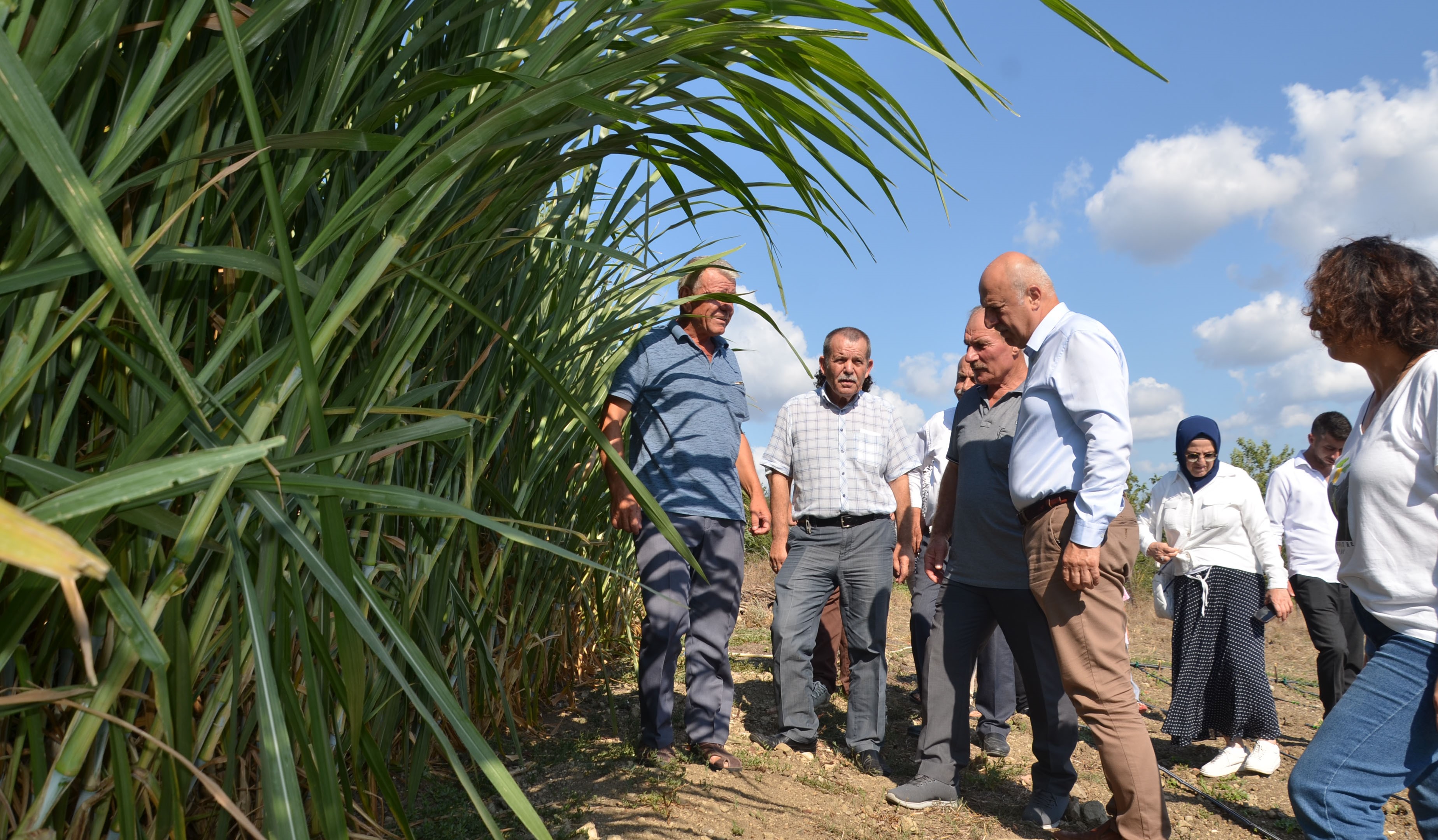 Bafra Ovası'nda Maralfalfa Yem Bitkisi Denemesi (5)