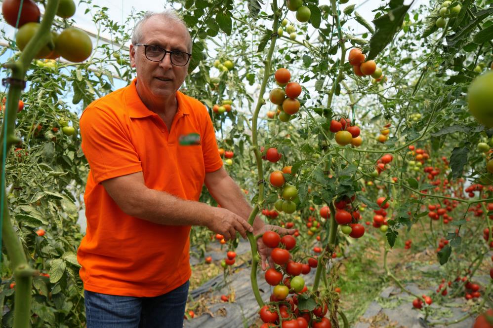 Bu Domatesler Hastalık Ve Virüse Yakalanmıyor1