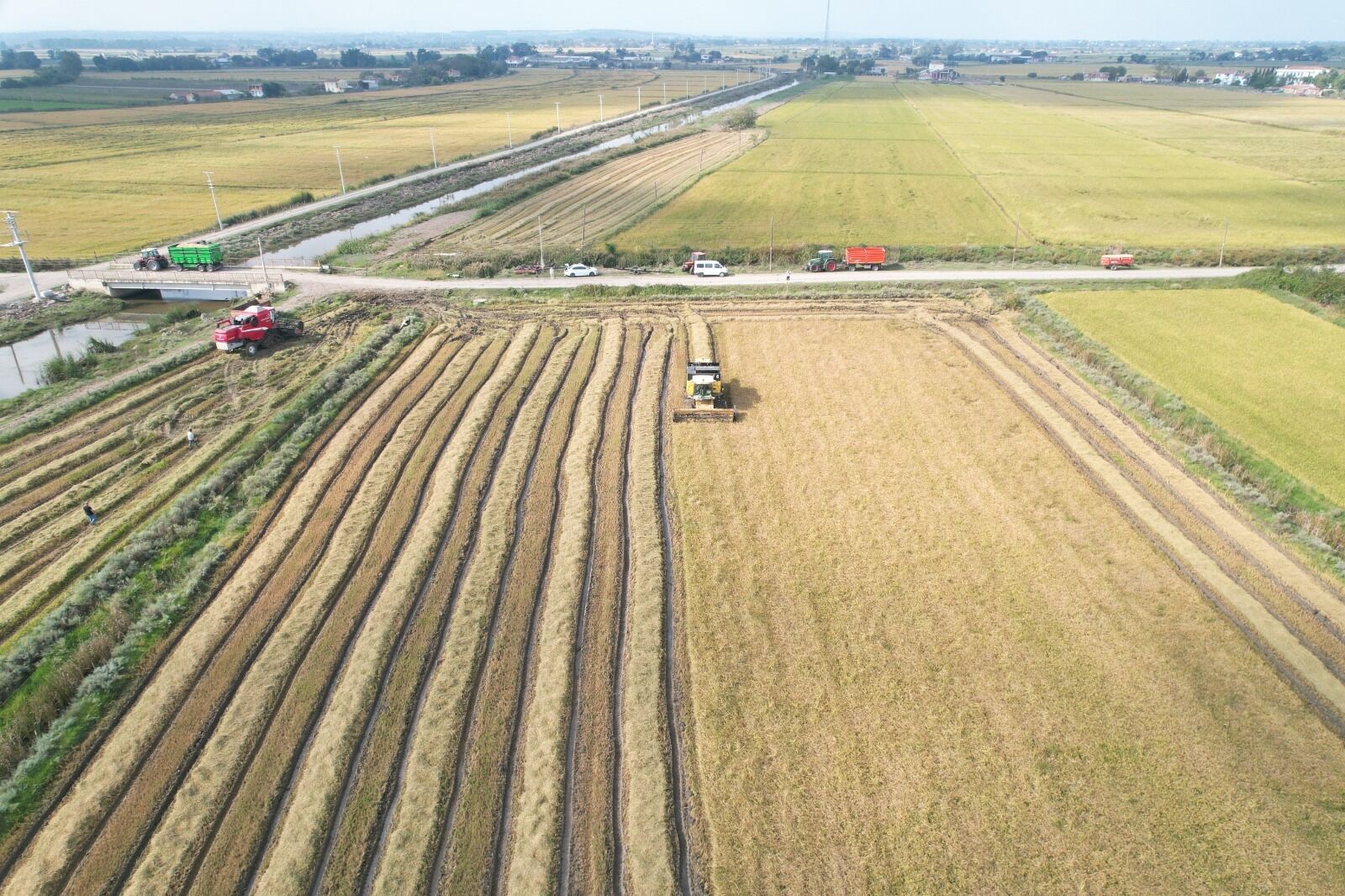 Bafra Ovası’nda Çeltik Hasadına Başlandı (4)