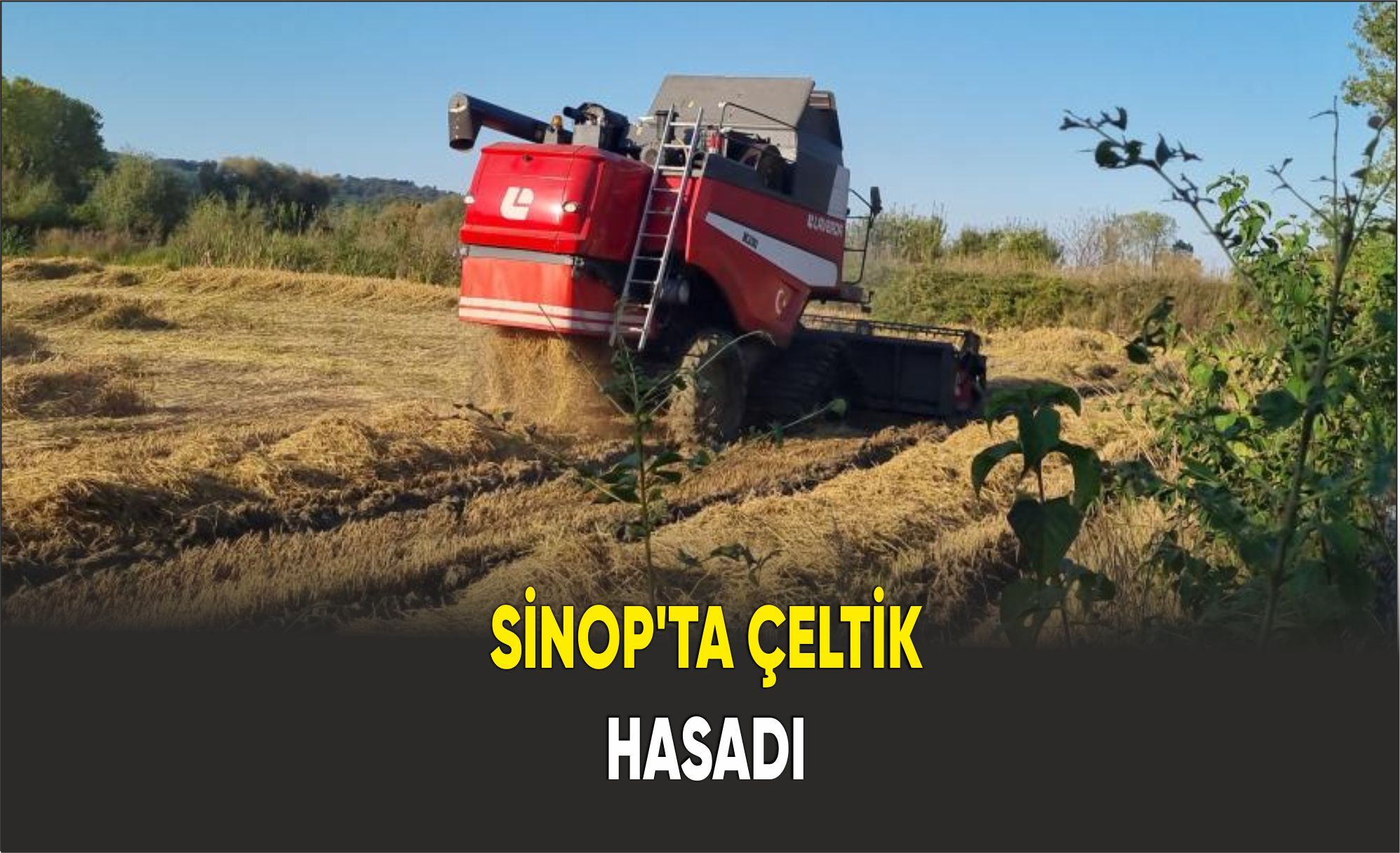 Sinop'ta Çeltik Hasadı Başladı Üretici Verimden Memnun 1