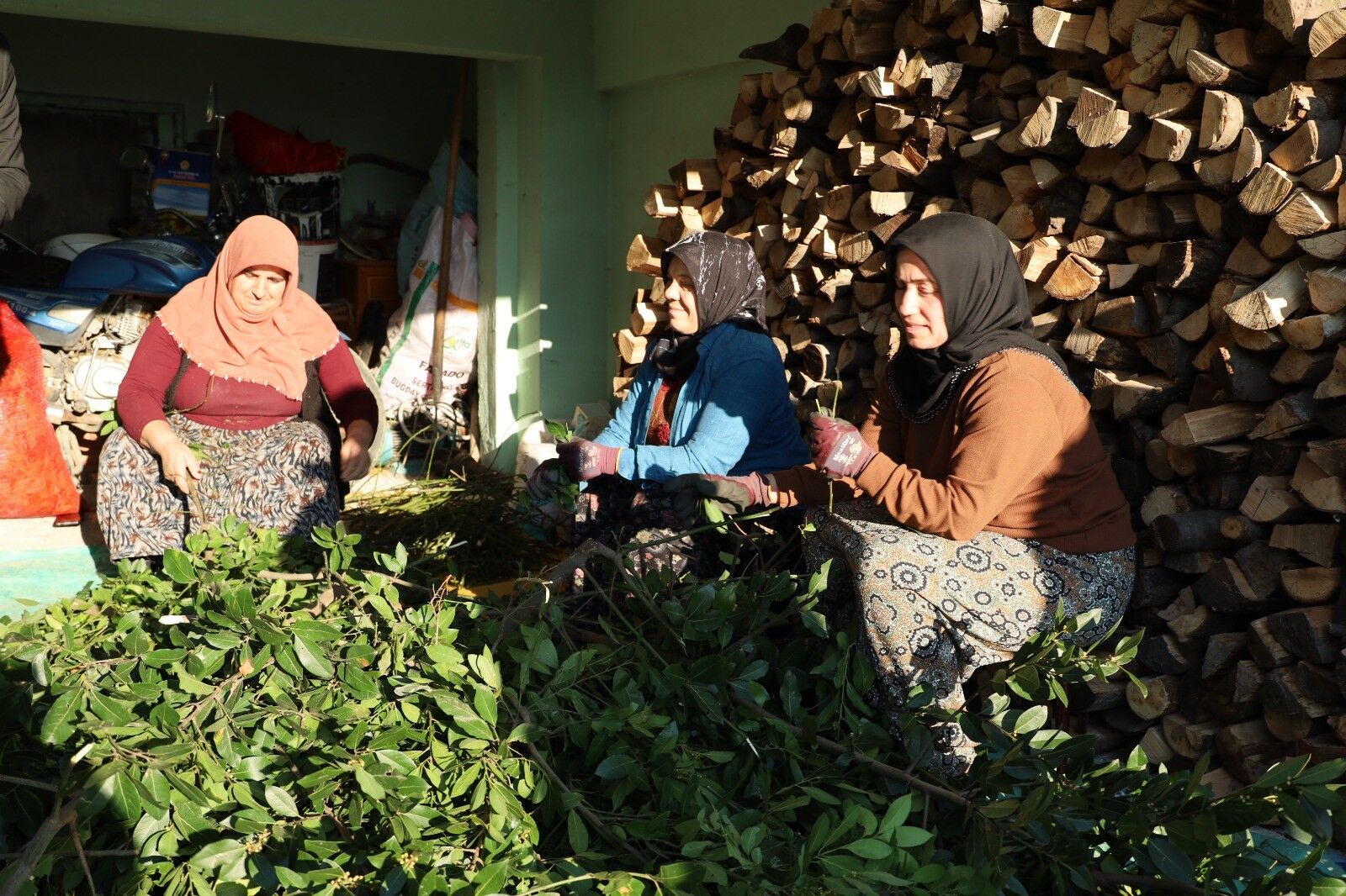 Alaçam'da Defne Yaprağı Üretimiyle Ekonomiye Katkı (3)