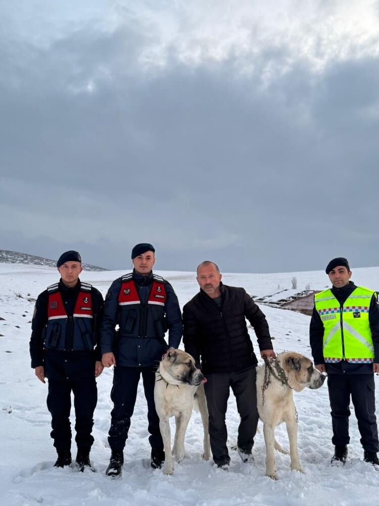 Binlerce Tl Değerindeki Sivas Kangal Köpeklerini Çaldılar
