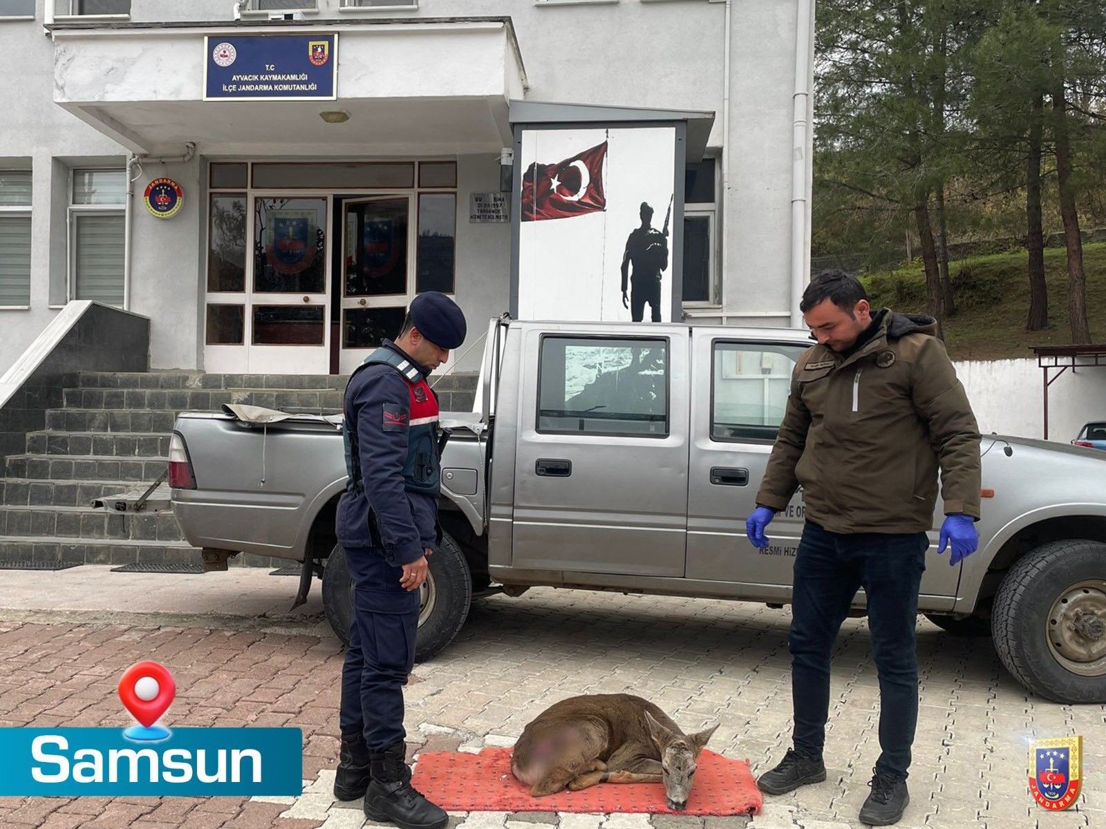 Samsun’da Jandarmadan Yaralı Karacaya Şefkat Eli (1)