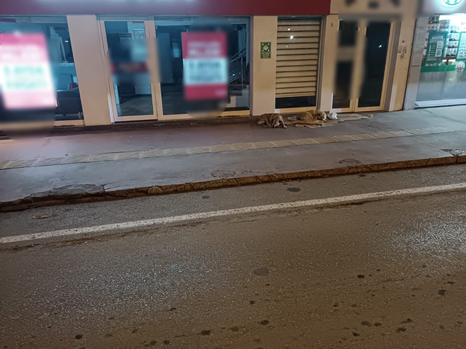 Samsun'da Sokak Hayvanları Yardım Bekliyor! (1)