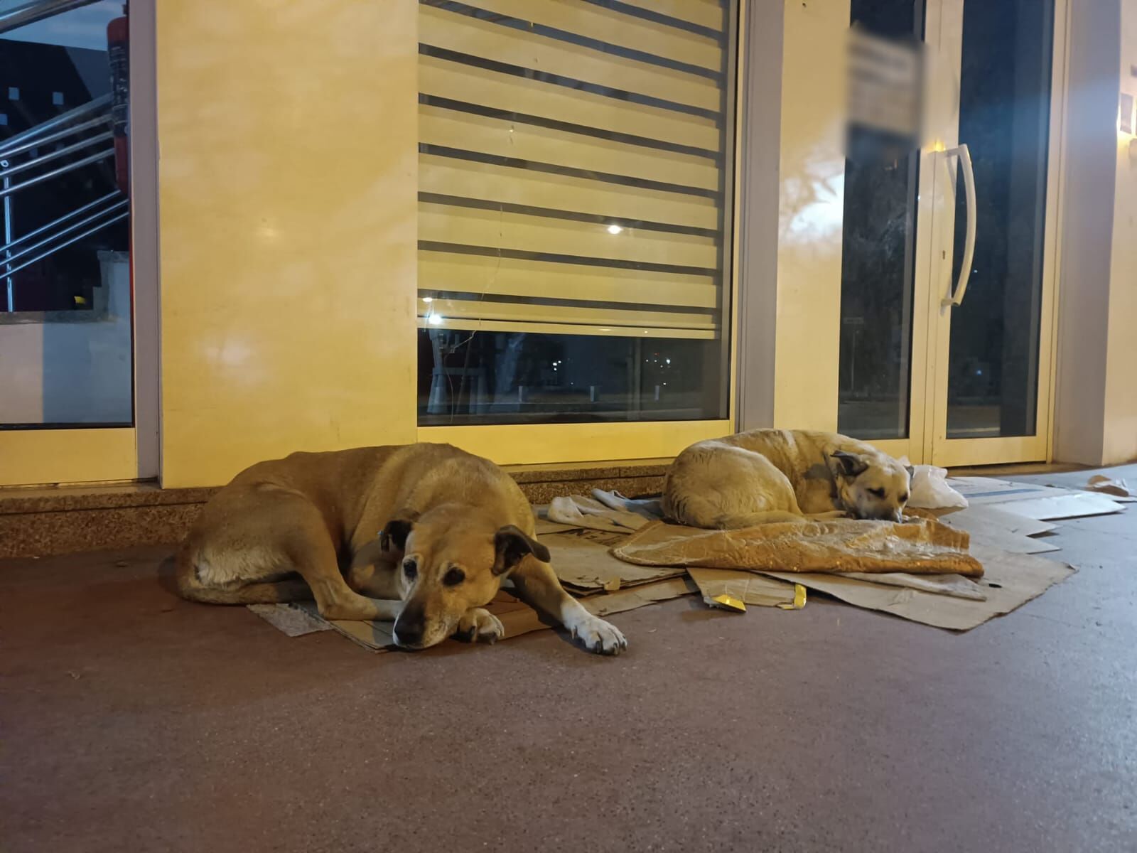 Samsun'da Sokak Hayvanları Yardım Bekliyor! (2)