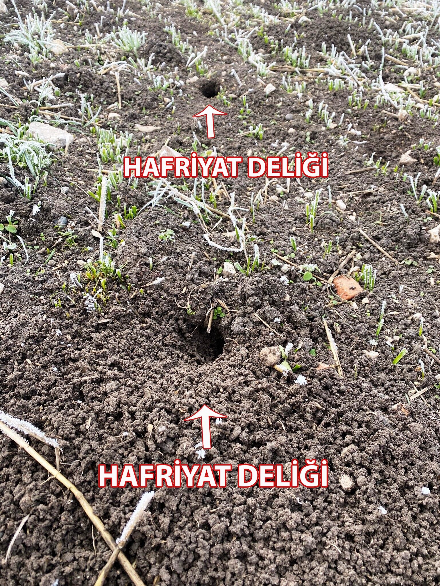 Samsun’da Tarla Faresine Karşı Mücadele 2