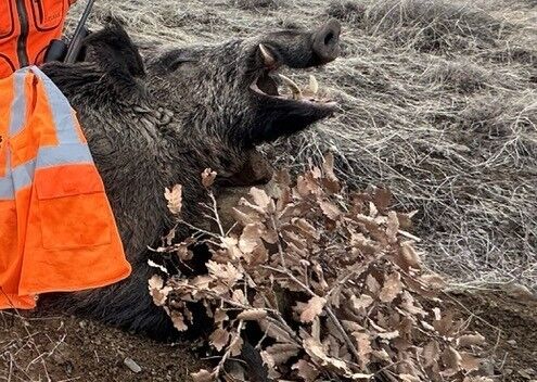 Elazığ'da Yabancı Avcılar 250 Kiloluk Yaban Domuzu Avladı 2