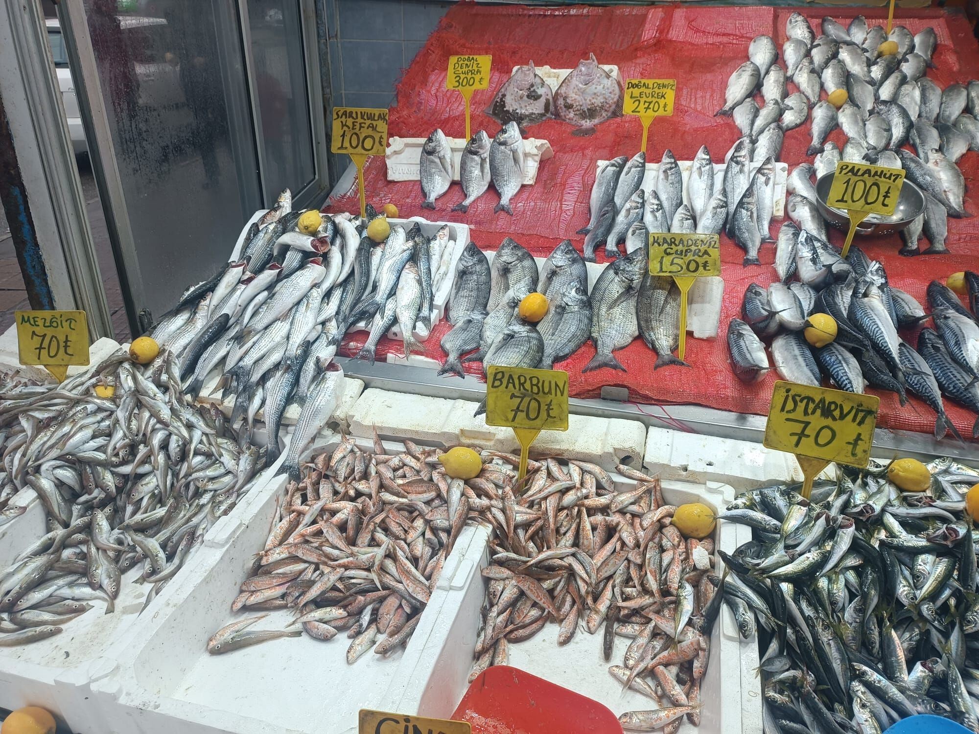 Samsun'da Balık Bolluğu Devam Ediyor 2