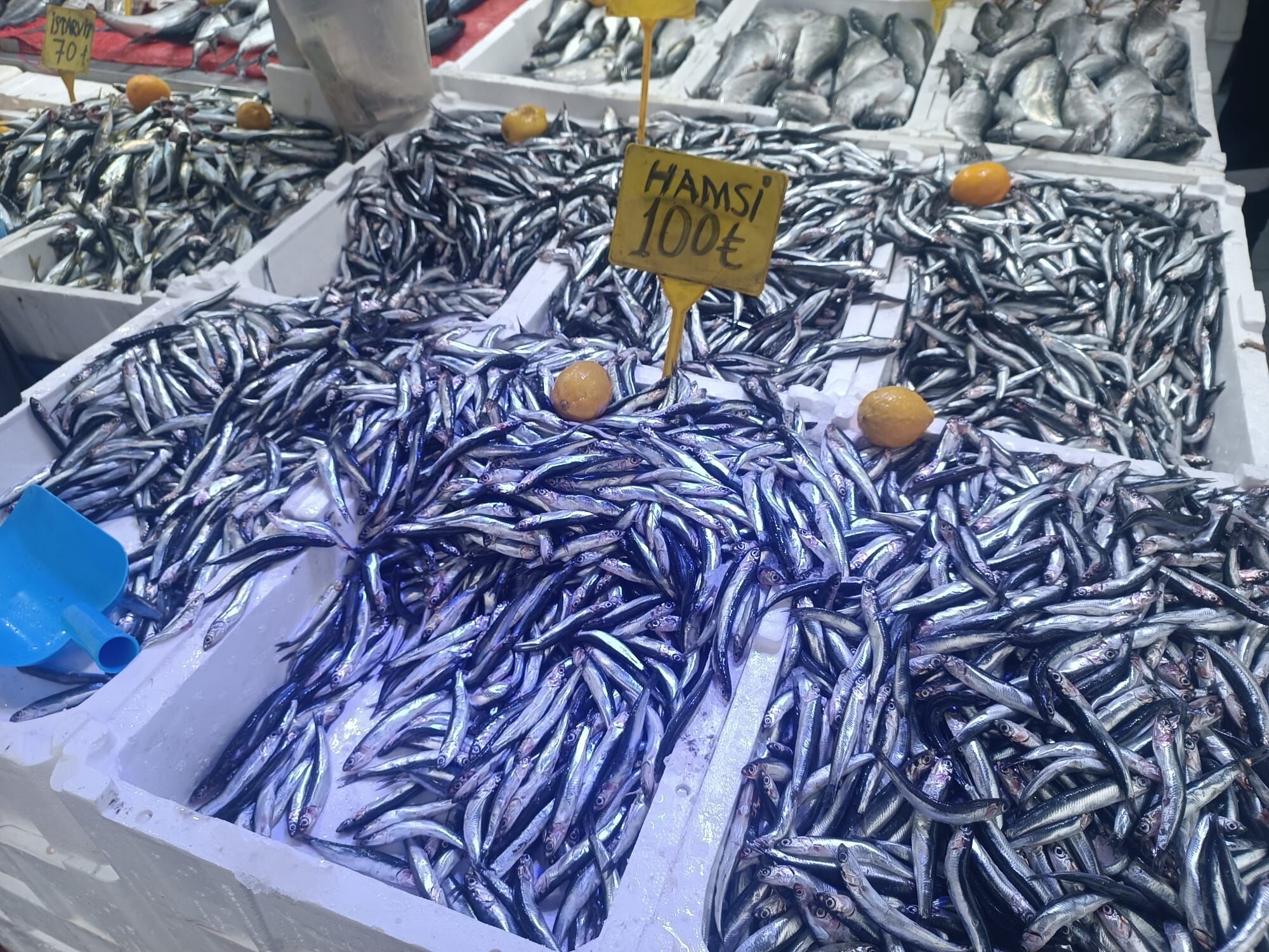 Samsun'da Balık Bolluğu Devam Ediyor 3