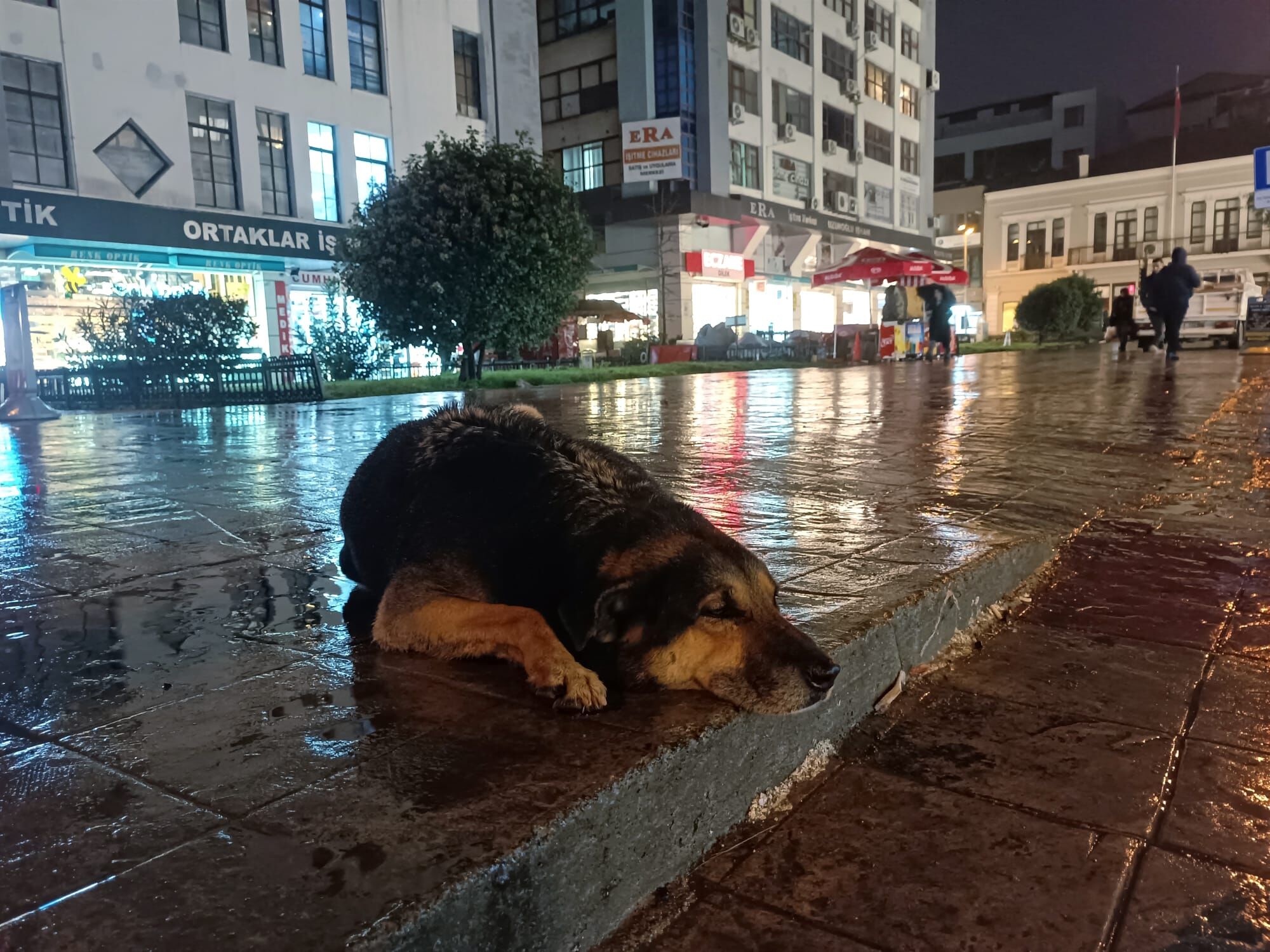 Samsun'da Sokak Hayvanları Yardım Eli Bekliyor (1)