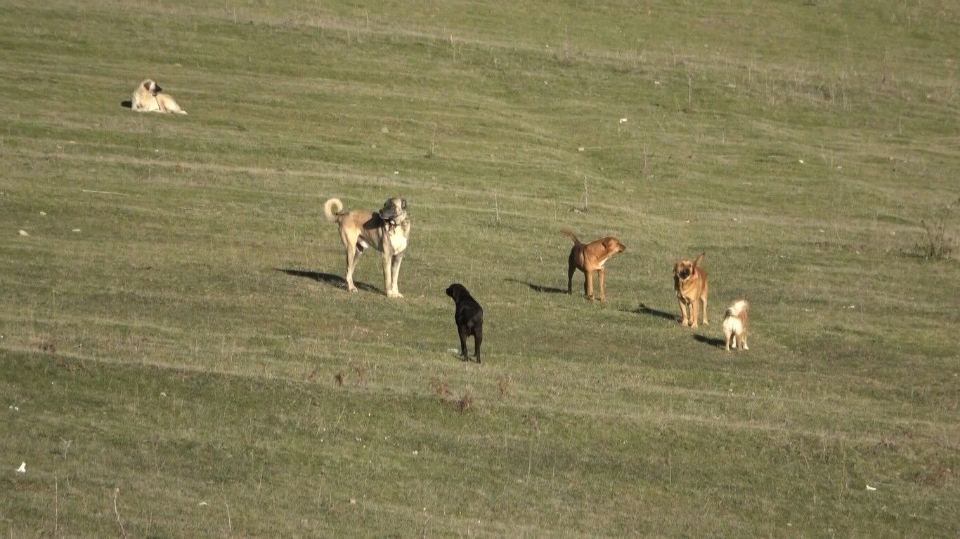 Samsun'un Kırsal Mahallelerinde Başıboş Köpek Istilası (1)