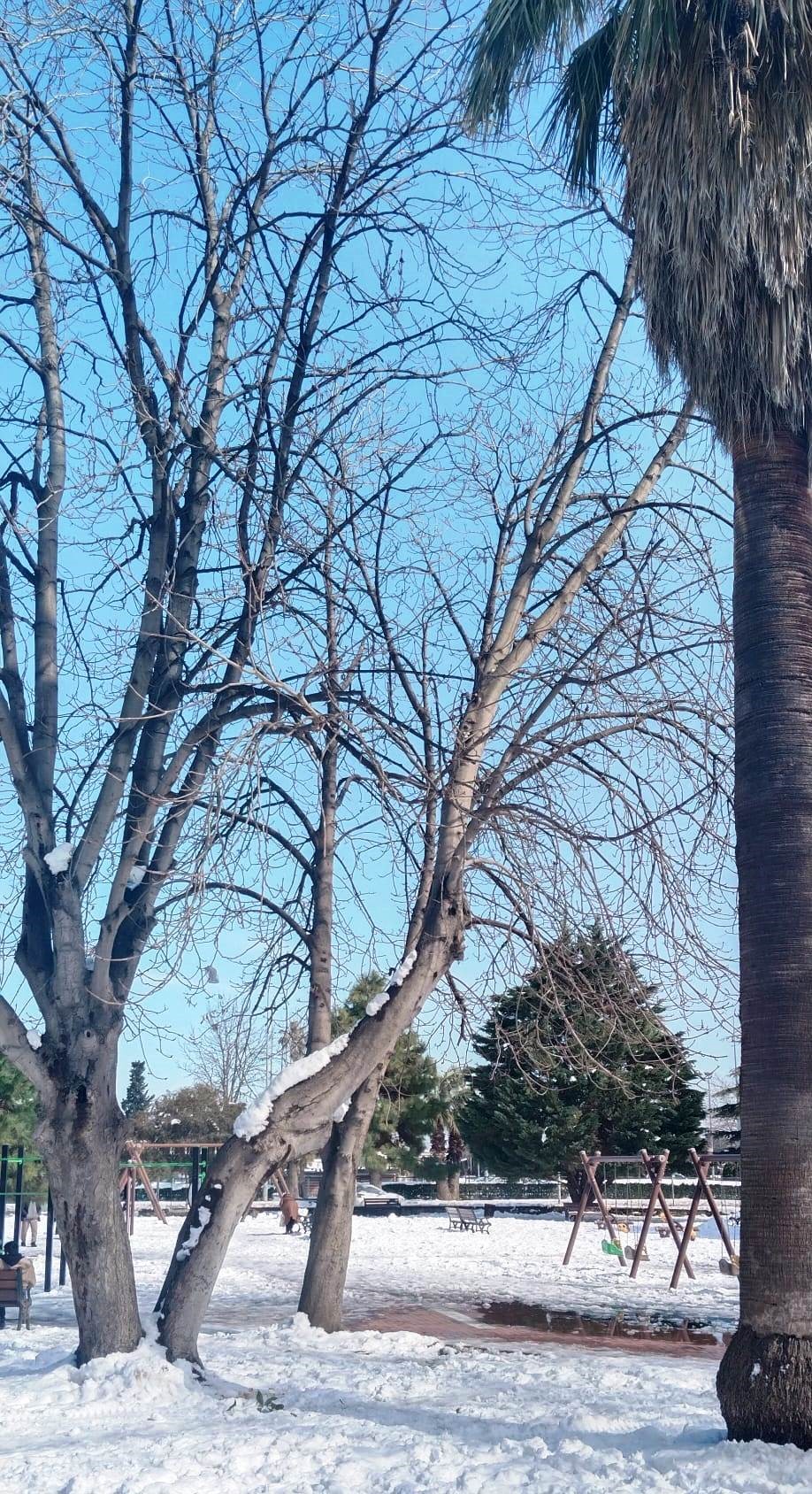 Samsun'da Kardan Zarar Gören Ağaçlar Kesilerek Kaldırıldı 4