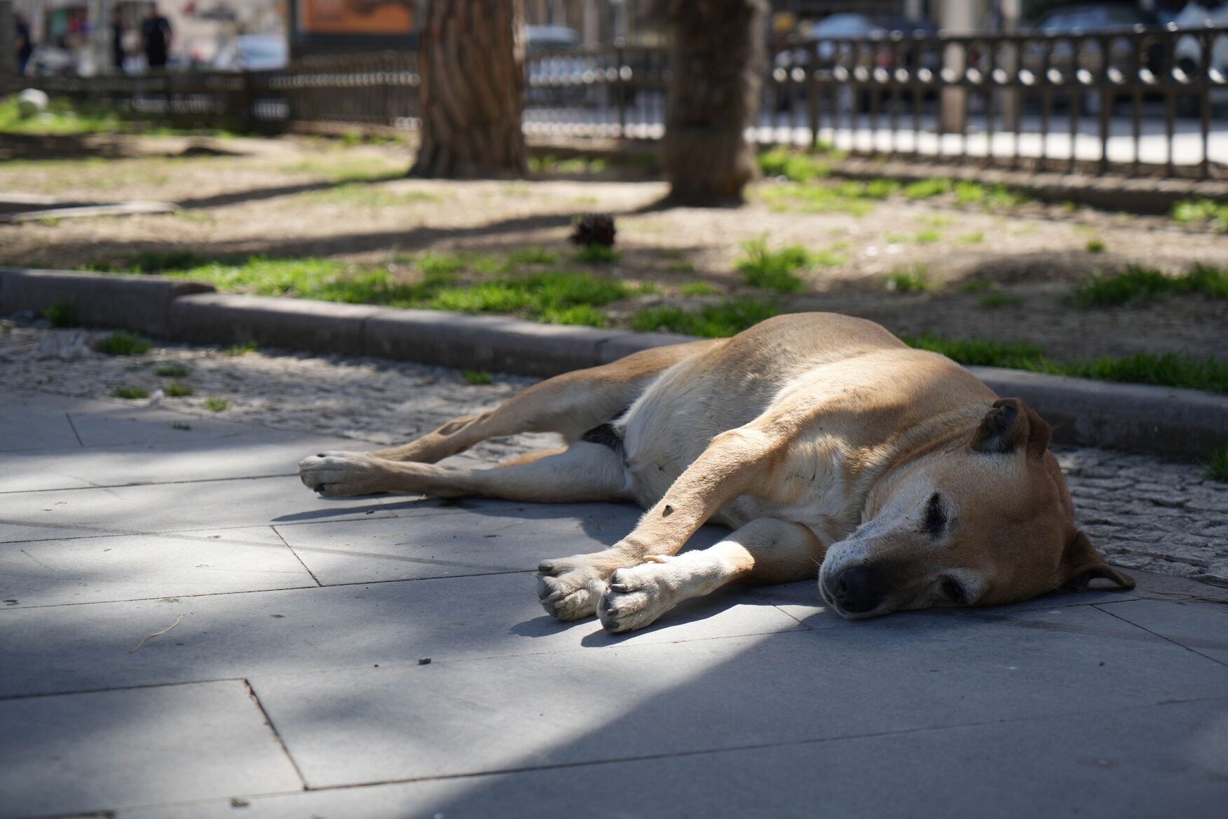 Samsun’da Hava Şaşırtıyor 6