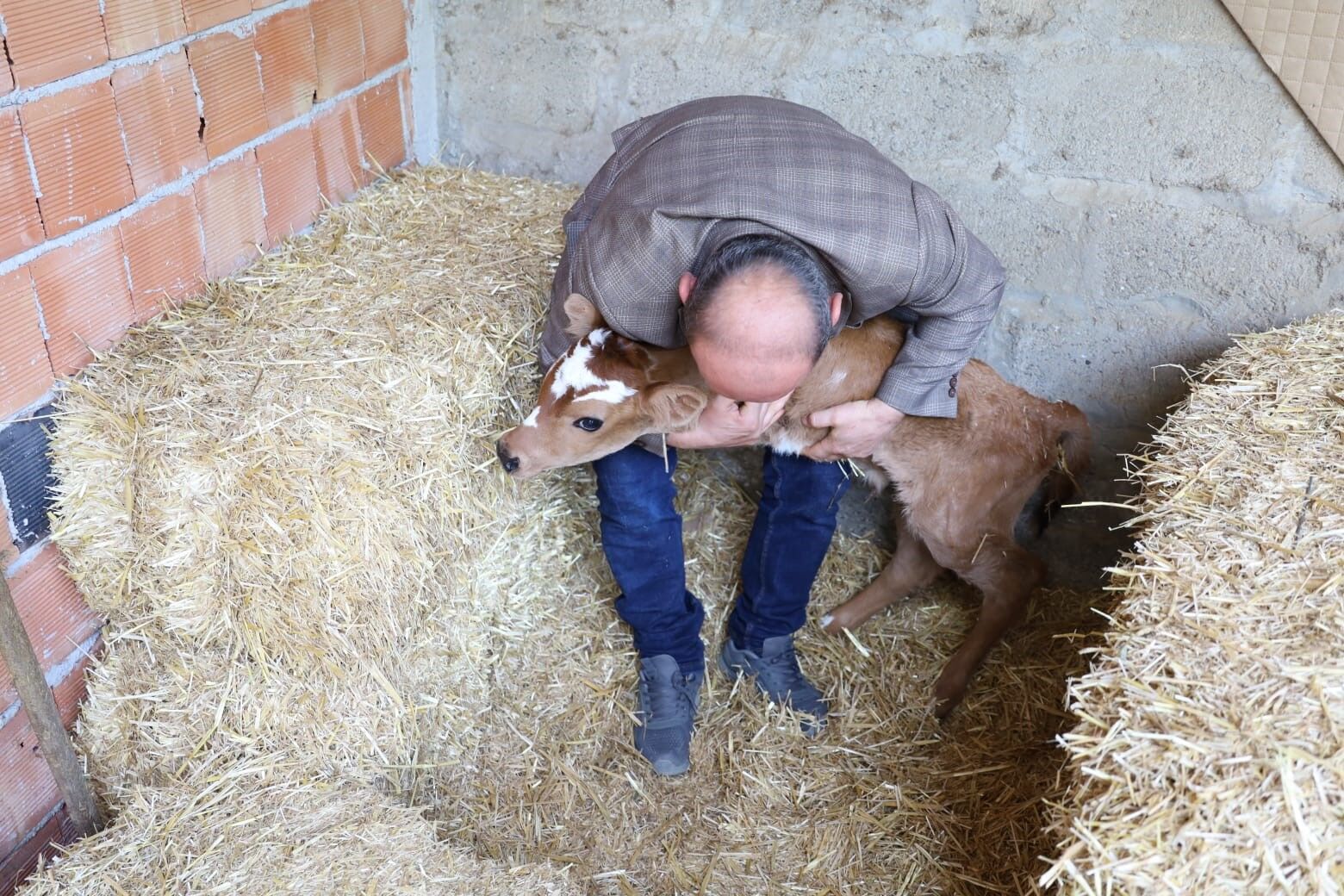 Bafra'da Buzağı, Ön Ayakları Olmadan Doğdu (1)