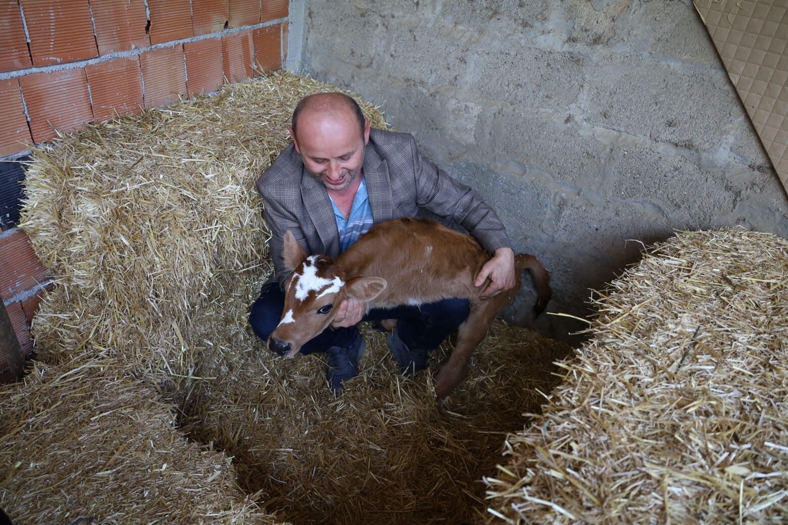 Bafra'da Buzağı, Ön Ayakları Olmadan Doğdu (4)