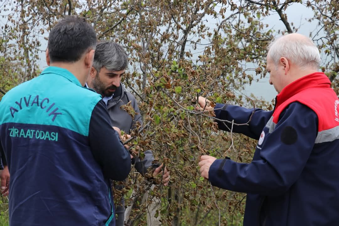 Samsun İl Tarım Müdürü Sağlam’dan Zirai Don İncelemesi (1)