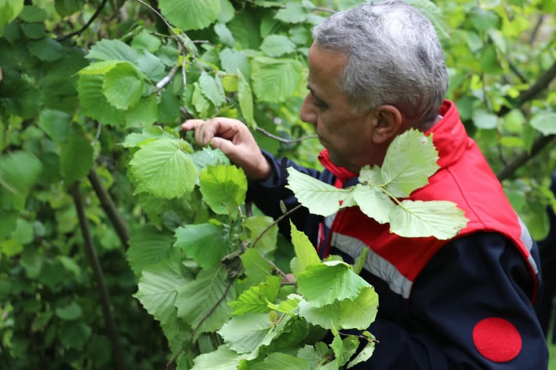 Samsun İl Tarım Müdürü Sağlam’dan Zirai Don İncelemesi (3)