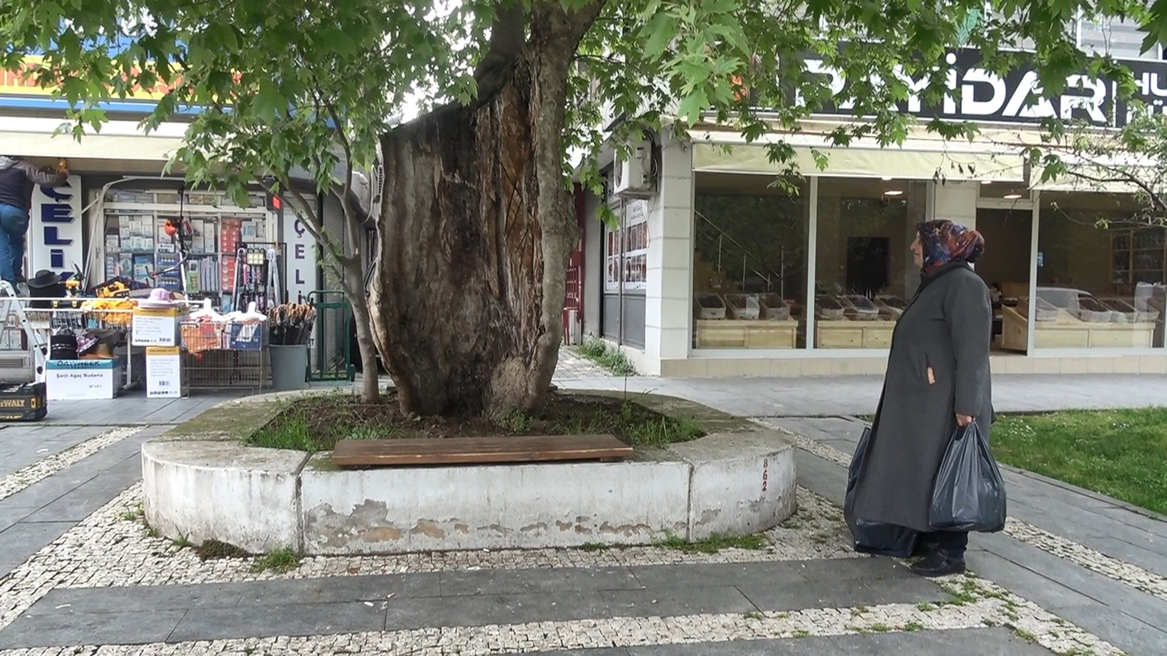 Samsun'da Dış Kabuğunun Üstünde Duran Asırlık Çınar Ağacı Görenleri Şaşkına Çeviriyor (1)