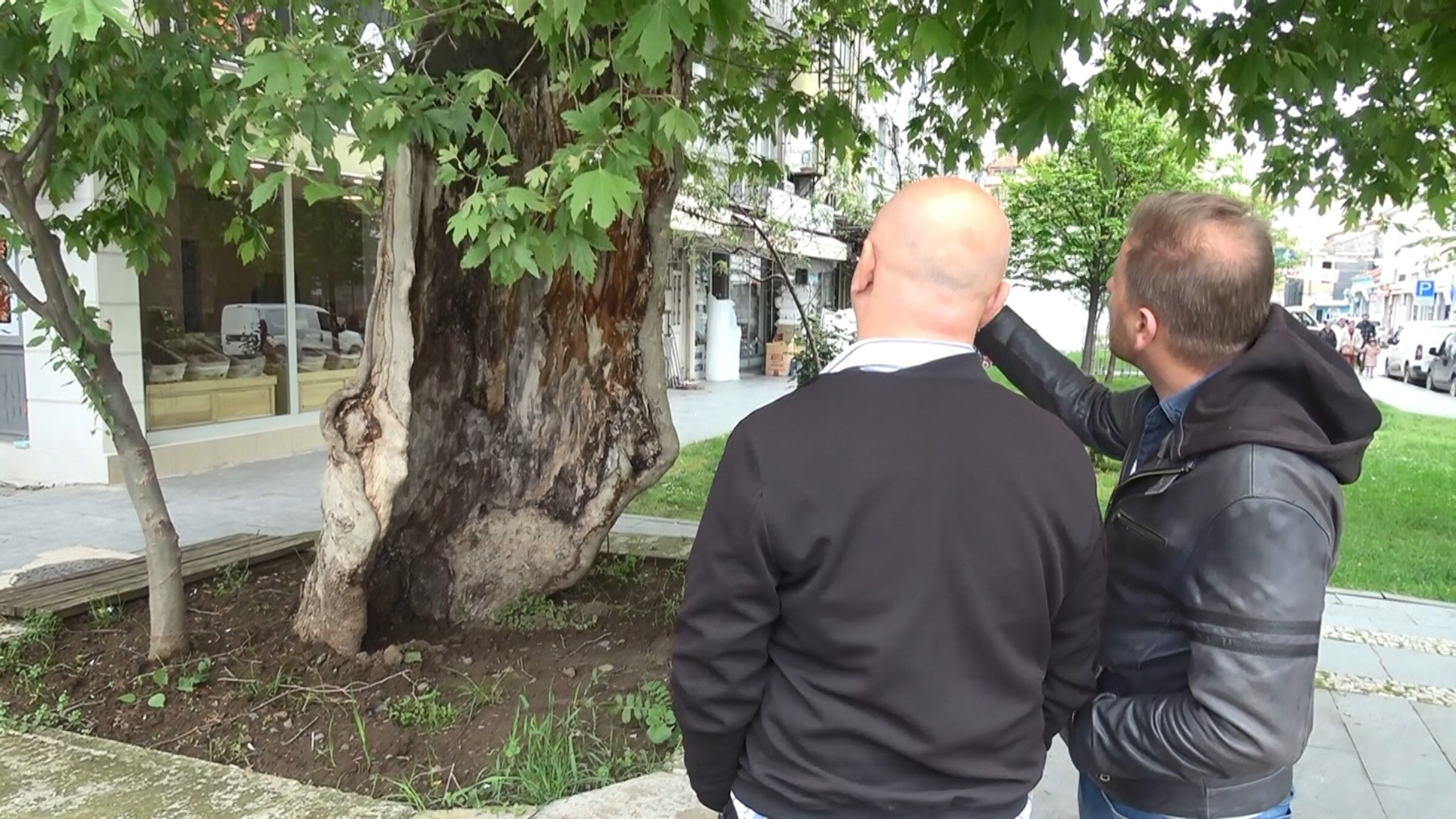 Samsun'da Dış Kabuğunun Üstünde Duran Asırlık Çınar Ağacı Görenleri Şaşkına Çeviriyor (3)