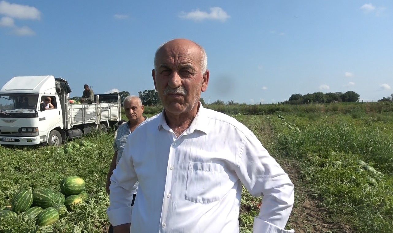Bafra Ovası'nda Karpuz Hasadı Başladı (3)