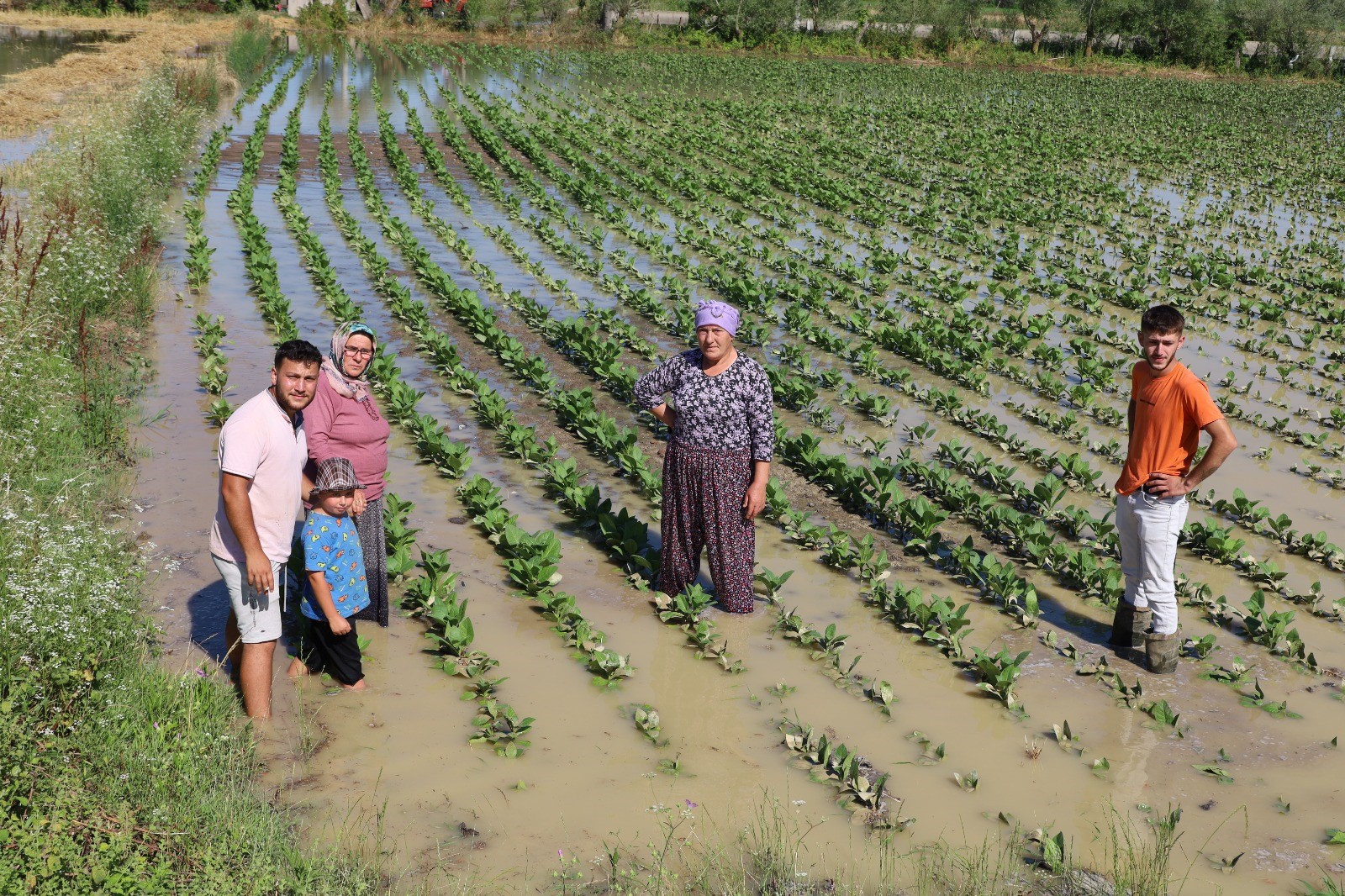 Üreticiler Tepkili; Bafra’da Su Kanalı Taştı, Mahsuller Sular Altında (5)