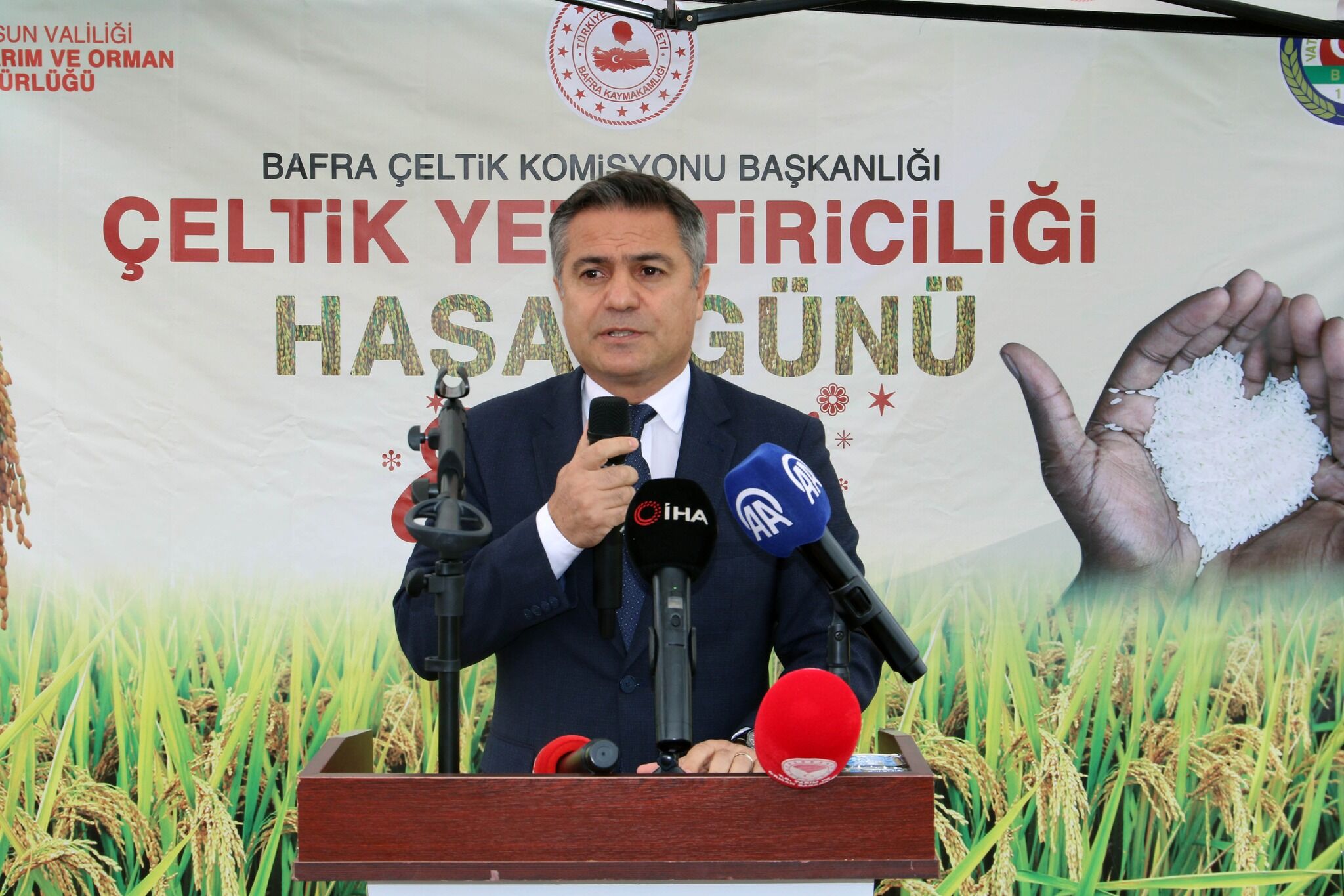 Bafra Ovası'nda Çeltik Hasadı Başladı (3)
