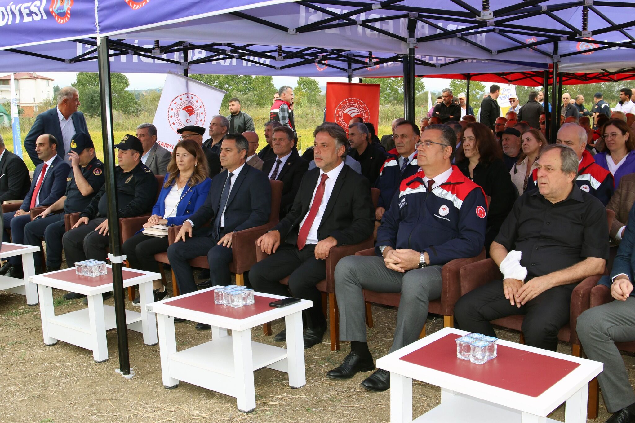 Bafra Ovası'nda Çeltik Hasadı Başladı (5)