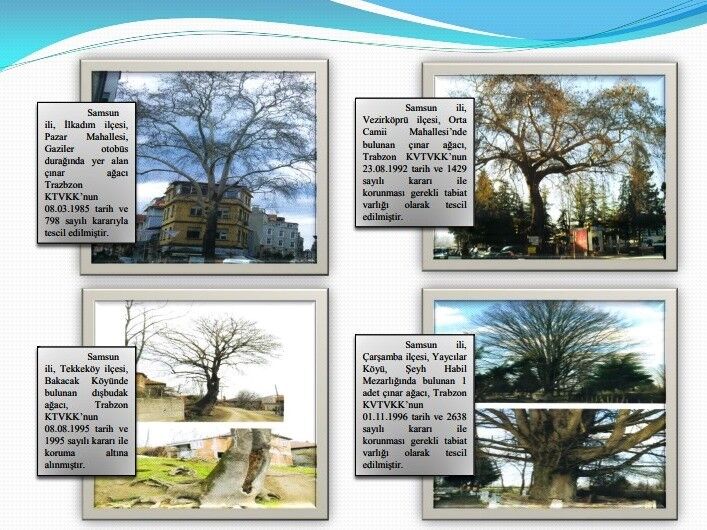 Samsun'un Koruma Altındaki 11 Çınarından Biri 160 Yıldır Dimdik Ayakta1