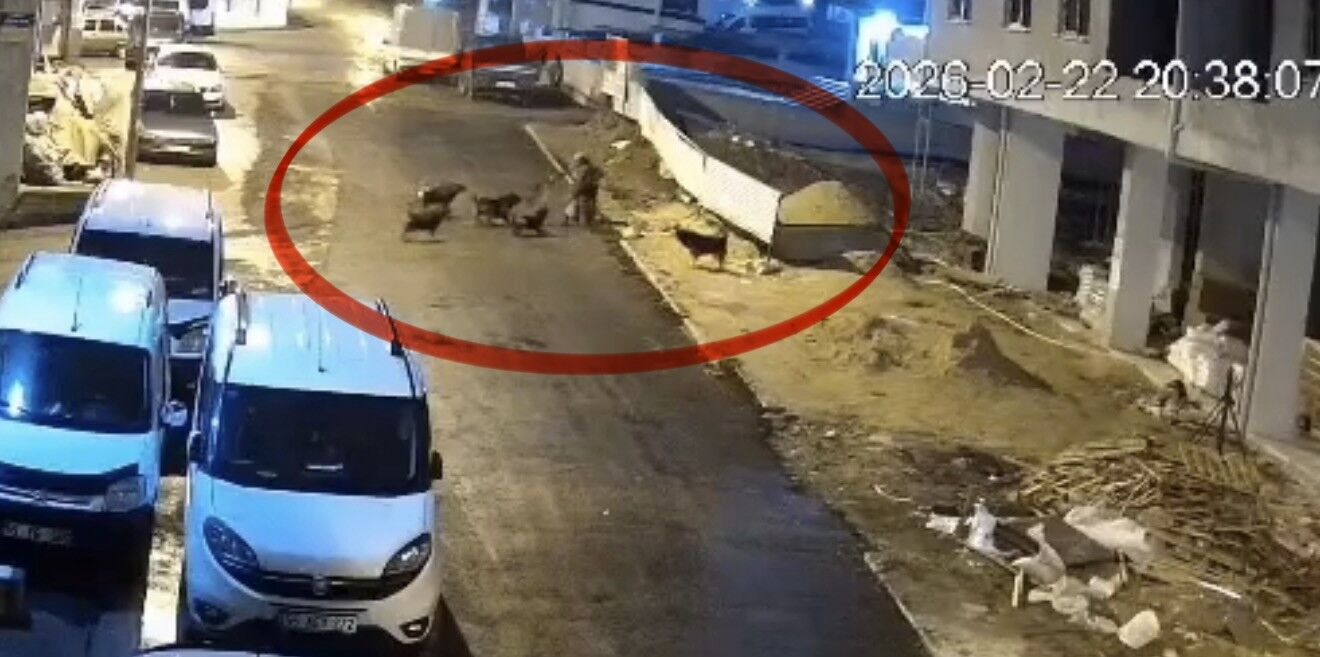 Sokak Köpekleri, Teravih Dönüşü Yaşlı Kadına Saldırdı (1)