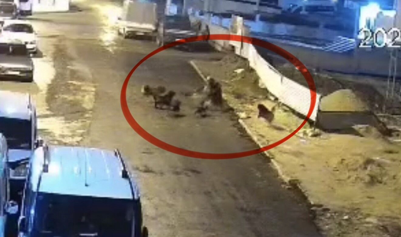 Sokak Köpekleri, Teravih Dönüşü Yaşlı Kadına Saldırdı (2)