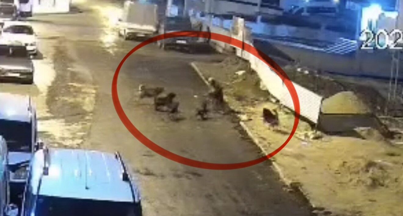 Sokak Köpekleri, Teravih Dönüşü Yaşlı Kadına Saldırdı (3)
