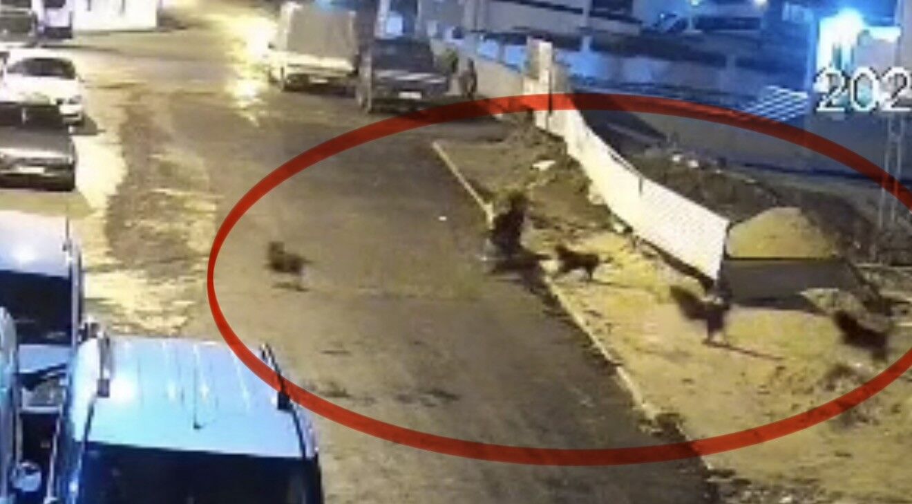Sokak Köpekleri, Teravih Dönüşü Yaşlı Kadına Saldırdı (4)