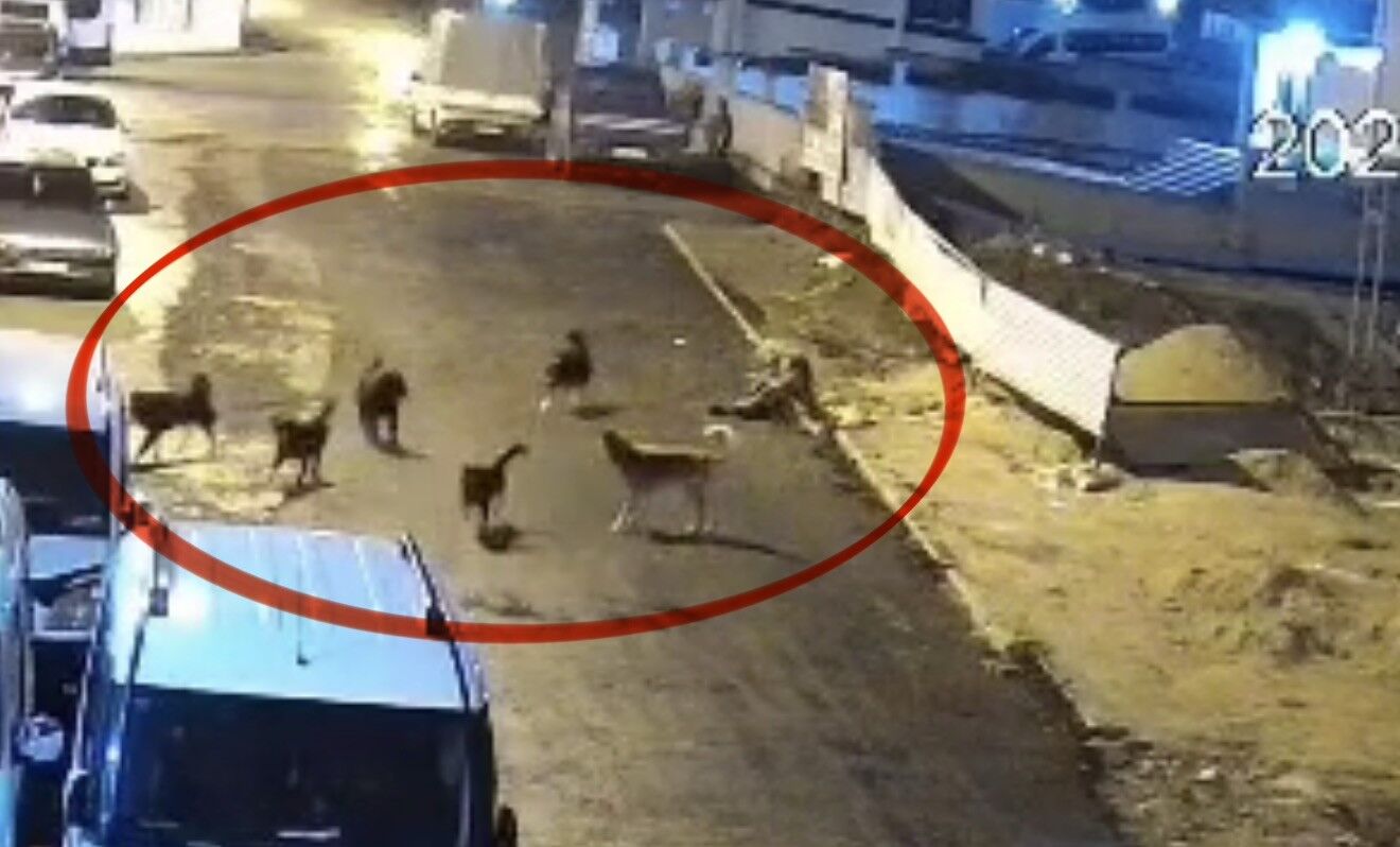 Sokak Köpekleri, Teravih Dönüşü Yaşlı Kadına Saldırdı (5)