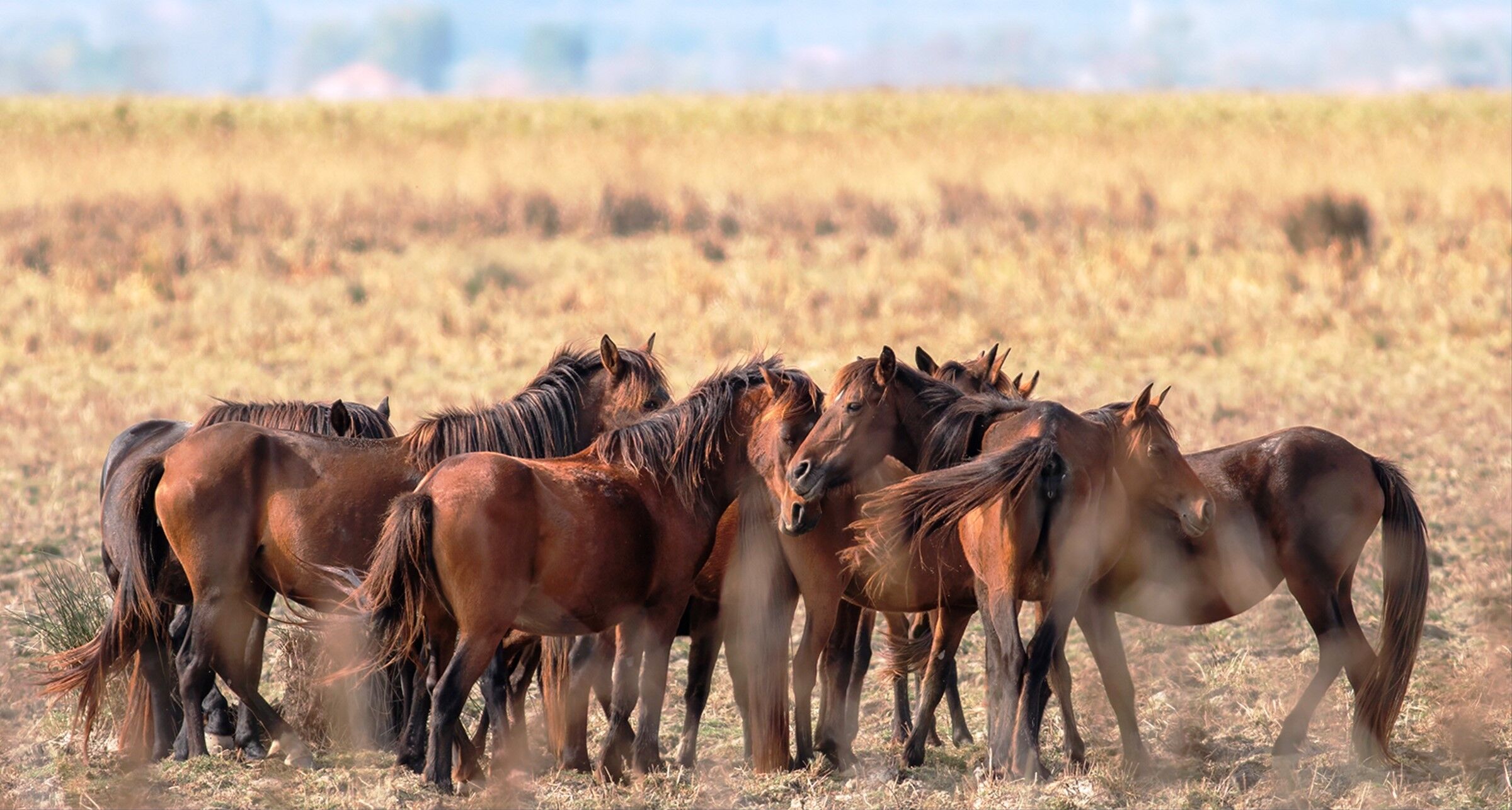 Cumhuriyet Savcısı Vedat Soğukpınar,In Objektifinden Yaban Hayatı (10)