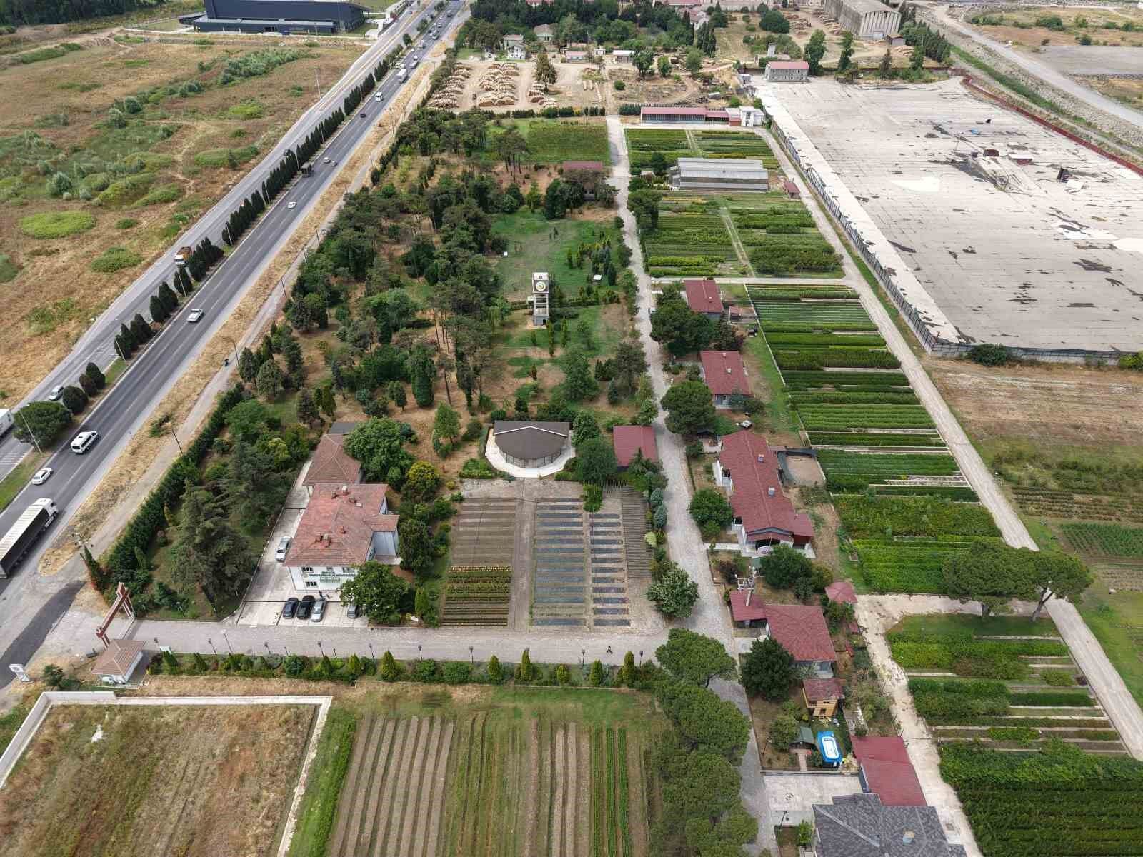'Yeşil Vatan'a Samsun'dan yılda 3 milyon fidan