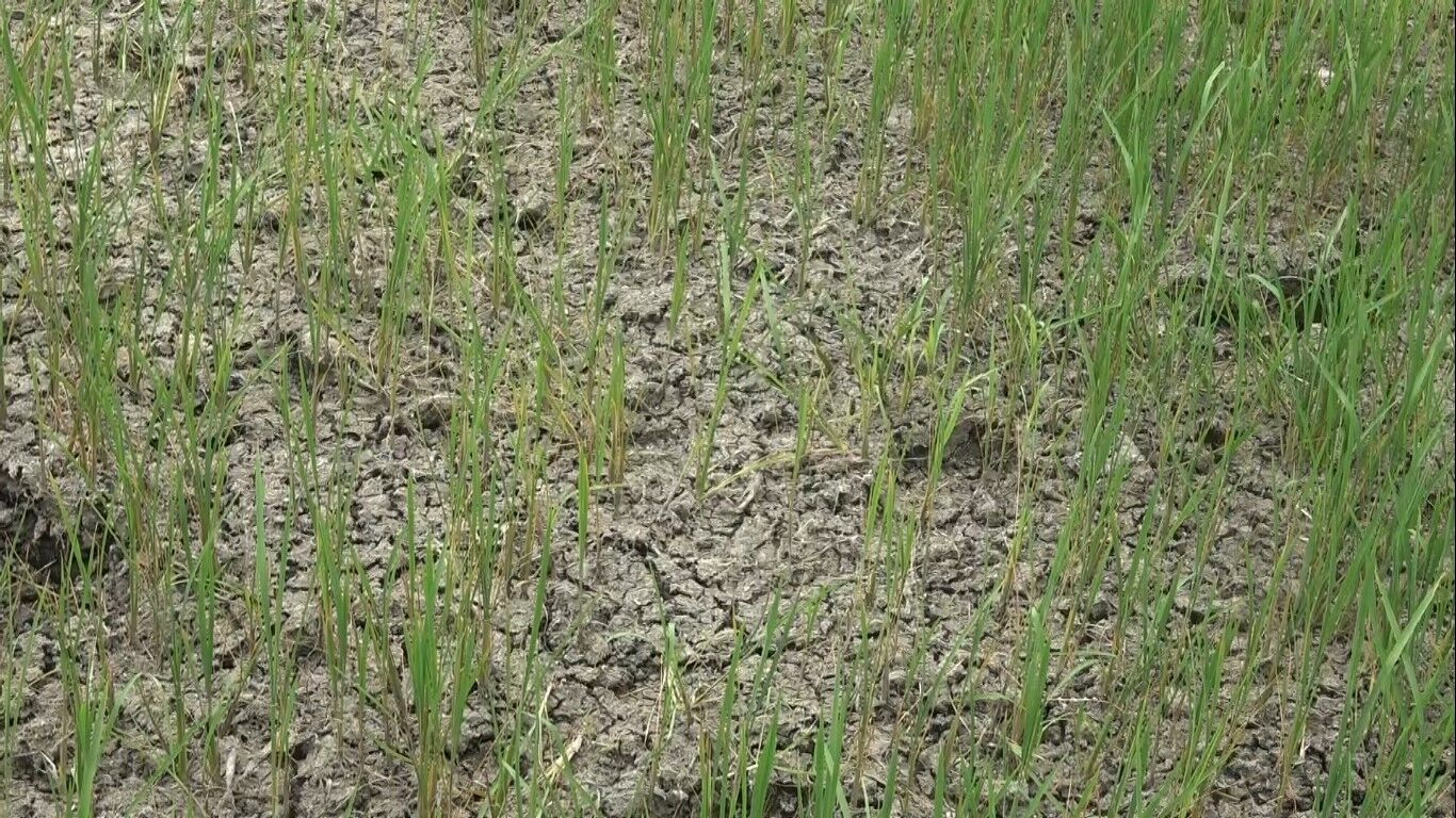 Bafralı Çeltik Üreticilerinden Su Çağrısı “Çeltikler Yanmak Üzere” (6)