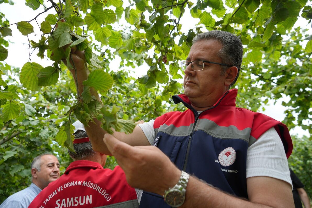 Samsun'da Fındıkta Rekolte Mesaisi