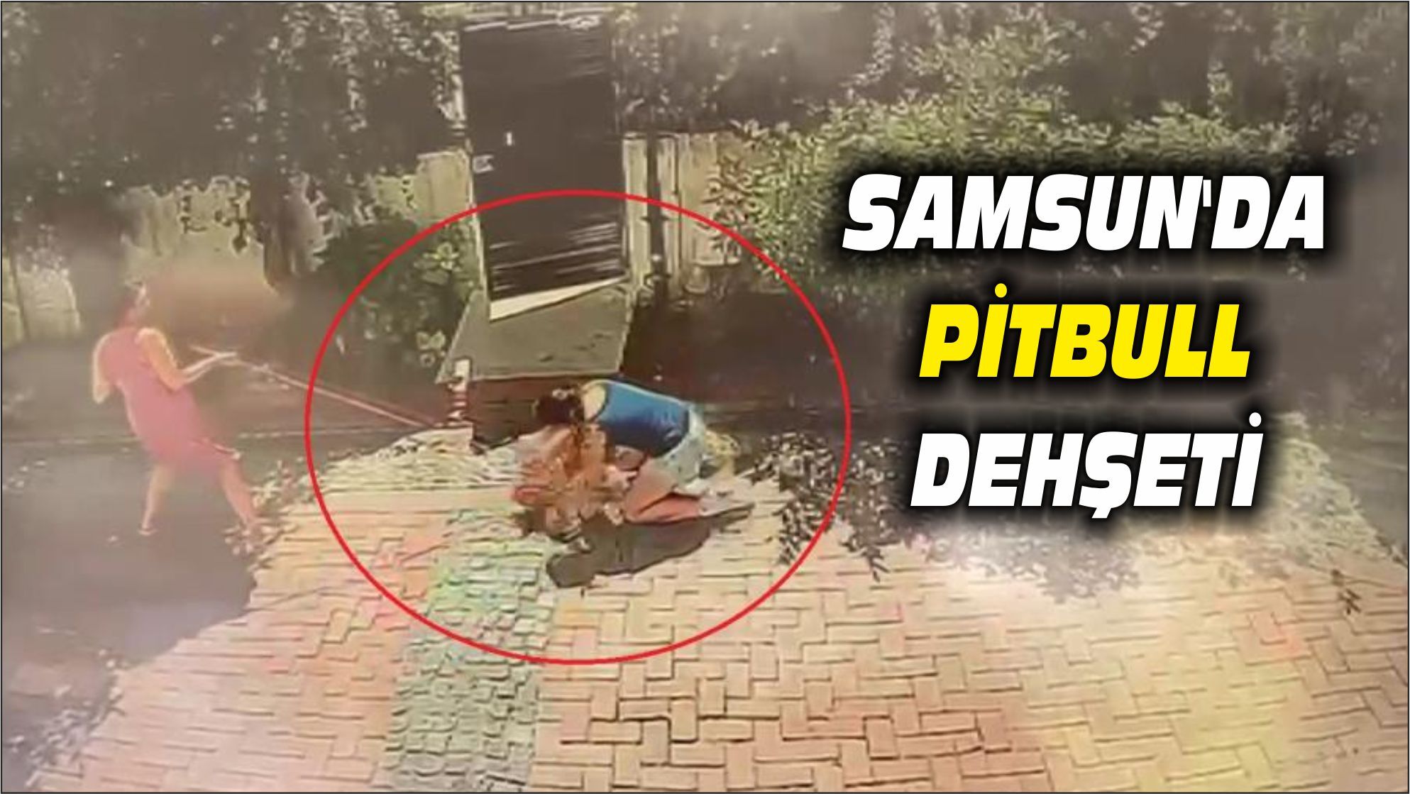 Samsun'da pitbull, Küçük kızı yere savurdu, köpeğini ise ağır yaraladı