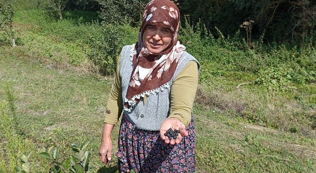 Emekli Çiftin Aronya Bahçesi Alternatif Tarıma Örnek Oluyor1