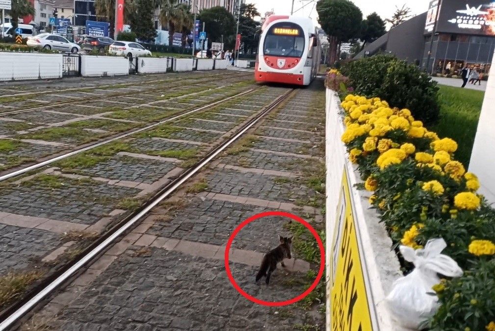 Samsun'da Yürekleri Ağza Getiren Anlar (3)